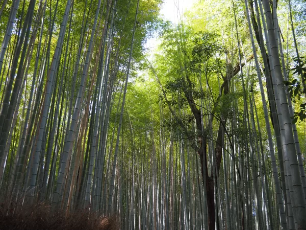 Arashiyama