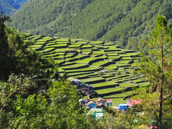Rizières de Bayyo