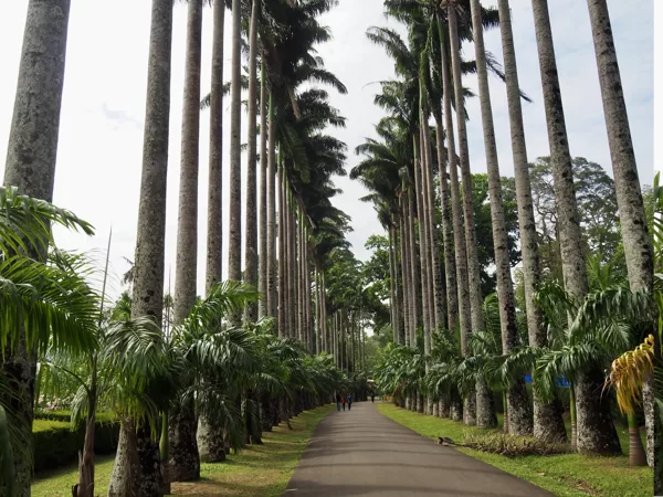 Jardin Botanique