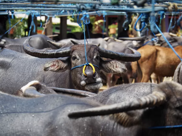 Marché aux buffles