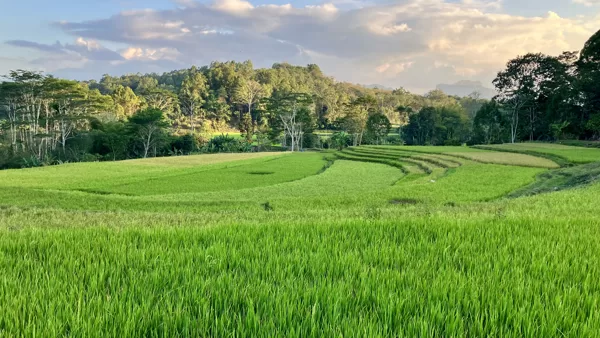 Rizière en pays Toraja