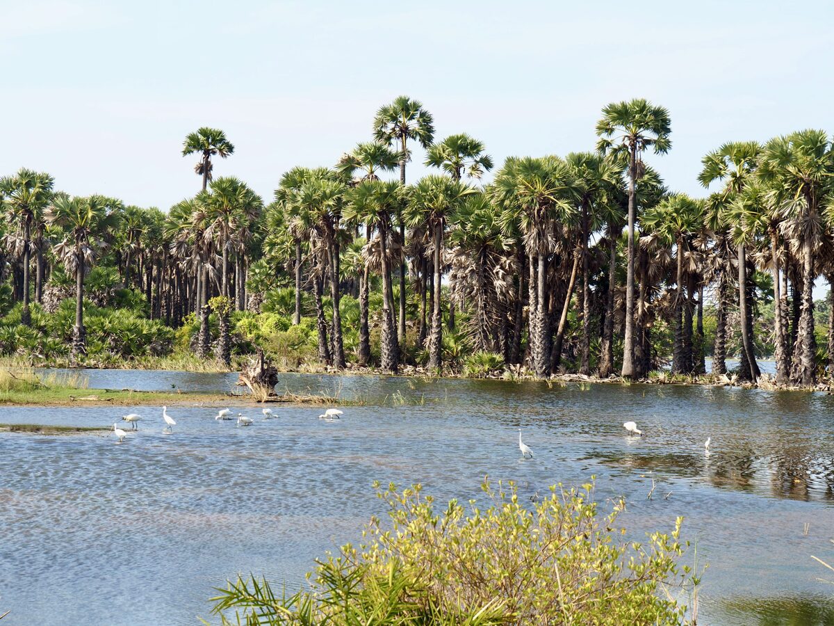 Lagune de Jaffna